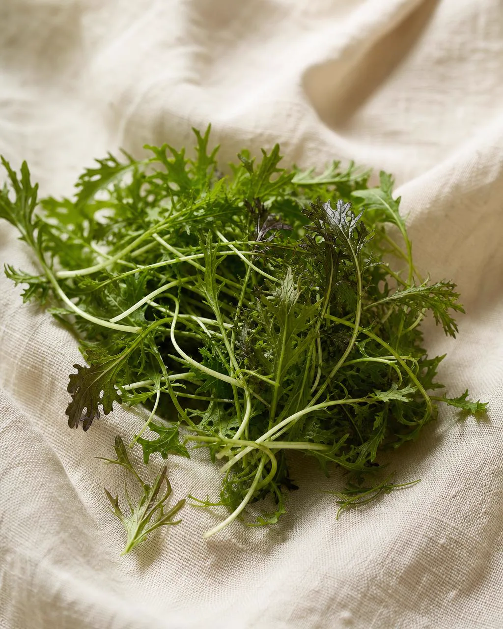 Mustard microgreens